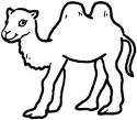 Camel coloring page