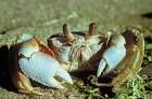 Ghost crab public domain image - via Daymix