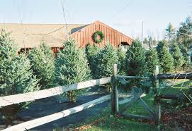 christmas trees-146