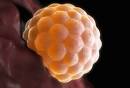 Conception Pictures Slideshow: From Egg to Embryo