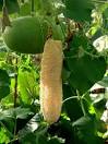 <b>Luffa</b> cylindrica
