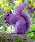 Unfamiliar Tide: Blogging Cats and PURPLE SQUIRRELs