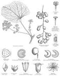 <b>Menispermaceae</b> Juss.