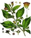 homeopathic remedies | Homeopathy and Homeopathic Medicine Blog