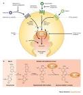 Figure 2 : A proton-pump inhibitor expedition: the case histories ...