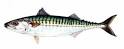 Atlantic Mackerel, general information, reproduction, habitat ...