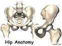 Hip Anatomy - Orthogate