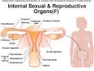 Reproductive Anatomy and Physiology - Infertility &amp; IVF Vancouver ...