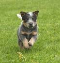 HarvestHeart - Queensland Heeler Pup - squared off, alert, and...