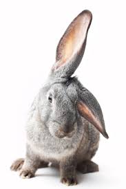 Keeping Rabbits – Part 1.