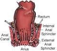 Sigbio: VAT Digestive System: Rectum