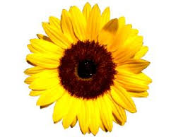 [صورة: images?q=tbn:ANd9GcSjvt1QqT2oYWEIfxuz7tF...6KsXfbHpPQ]