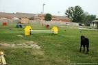 The Franklin Dog Park vs Warner Dog Park - The Fun Times Guide to ...