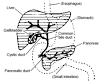 250px-Digestive_system_showing ...