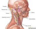 Lymph Nodes Neck Location Diagram | MADE4LLCOM