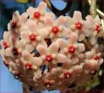 HOYA, HOYA vine, HOYA carnosa