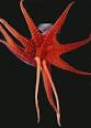 Decapodiformes