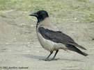 Oriental Bird Club Image Database : Carrion Crow » Corvus corone