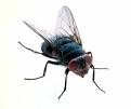 Home :: Vector Control :: Fly Information :: Fly General Info