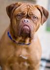 File:French Mastiff 001.jpg - Wikipedia, the free encyclopedia