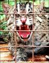 SARS Origin: Maybe Civet Cats