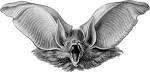 File:Haeckel Chiroptera Plecotus auritus 2.jpg - Wikipedia, the ...