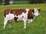 Papy Tête en l'Air » Blog Archive » vache montbeliarde avec clochette