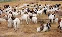 Mowing with goats | Official Google Blog