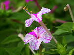 File:<b>Mirabilis</b> jalapa.jpg