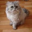 Persian  cat    Wikipedia the free encyclopedia