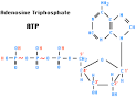 group of <b>ATP</b> is removed by