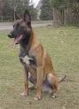 http://www.dogbreedinfo.com/images12/BelgianMaliniosIM001948.JPG