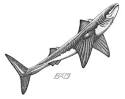 Ancient Sharks