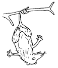 Possum coloring page