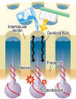 What Causes <b>Sensitive</b> Teeth?