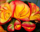 world's most beautiful flower