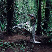 Donkey (album) - Wikipedia, the free encyclopedia