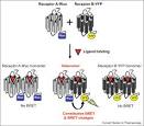 ScienceDirect.com - Current Opinion in Pharmacology - Recent ...