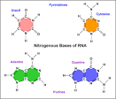 Nitrogenous Bases in RNA