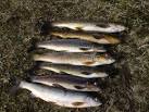 NN4819 : Success at Loch Voil - via Daymix