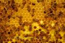 Honey Bees For Sale Honey Bee Hives For Sale