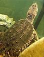 Chelydridae - Wikipedia, the free encyclopedia