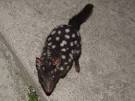 Eastern Quoll (Dasyurus viverrinus)