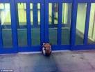 Two men and a woman arrested after severed pig's HEAD left at