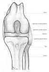 File:<b>Rodilla</b> de perro.png