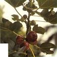 Fig