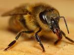 bees insects (bees - via Daymix