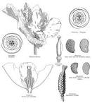 Angiosperm Families - Papaveraceae Juss.
