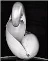 Edward WESTON