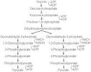 Self Instructional on Glycolysis and Respiration